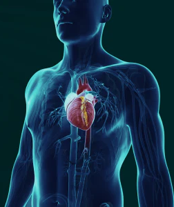 Liver toxicity visualization